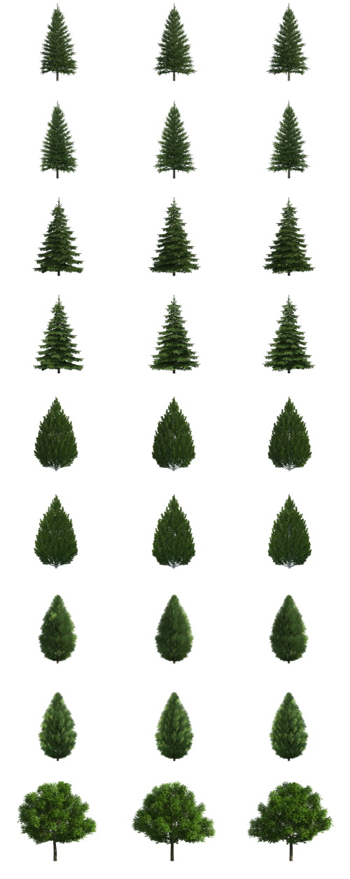 500 Isolated PNG Tree Renders