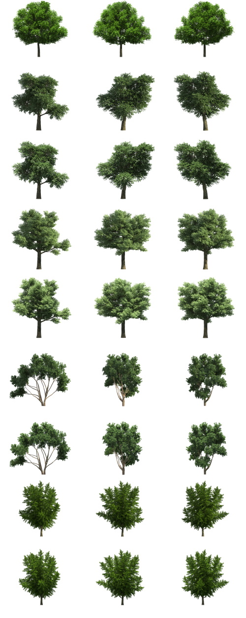 500 Isolated PNG Tree Renders