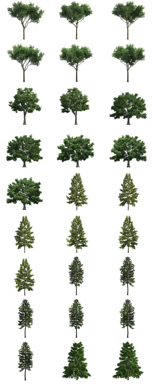 500 Isolated PNG Tree Renders