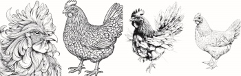 Chicken & Rooster Logos, Patterns 31xAI