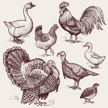 Chicken & Rooster Logos, Patterns 31xAI