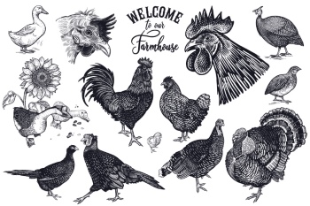 Chicken & Rooster Logos, Patterns 31xAI