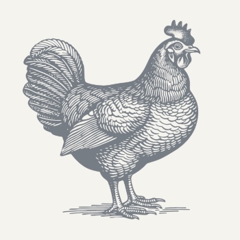 Chicken & Rooster Logos, Patterns 31xAI