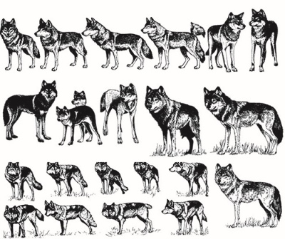 Engravers & Sketches Design Elements 30xAI