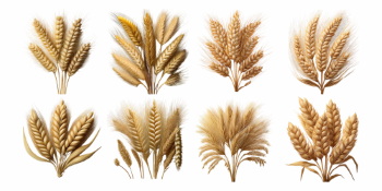 Pumpkin Autumn Thanksgiving Harvest Design Elements 30xPNG