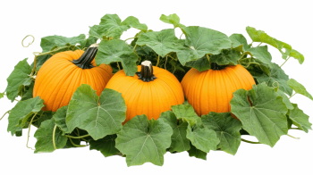 Pumpkin Autumn Thanksgiving Harvest Design Elements 30xPNG