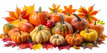 Pumpkin Autumn Thanksgiving Harvest Design Elements 30xPNG