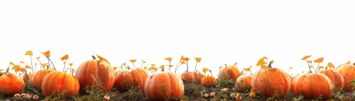Pumpkin Autumn Thanksgiving Harvest Design Elements 30xPNG