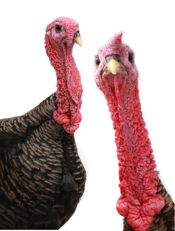 Thanksgiving Portrait Backgrounds 25xJPG