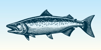 Vintage Food Engravings 37xAI