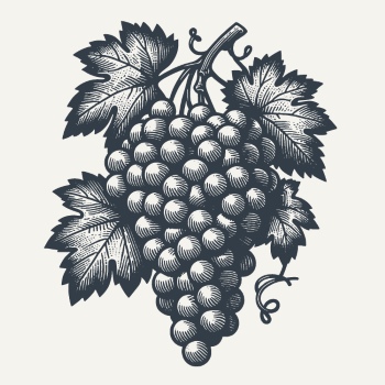 Vintage Food Engravings 37xAI