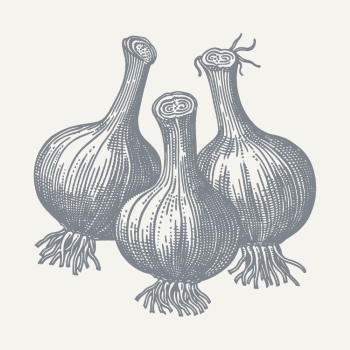 Vintage Food Engravings 37xAI