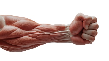 Presenting Hands & Arms 40xPNG