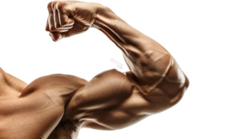 Presenting Hands & Arms 40xPNG