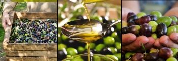 Olive & Olive Oil #2, 30xJPG