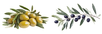 Olive & Olive Oil on White Background 30xJPG