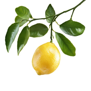 LEMON & LEMONADE 25xPNG