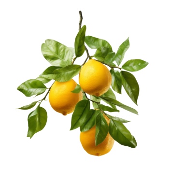 LEMON & LEMONADE 25xPNG