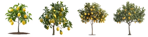 LEMON & LEMONADE 25xPNG