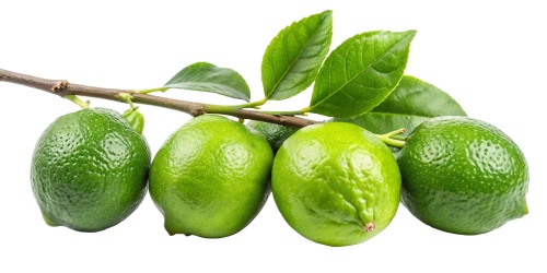 LIME & GIN TONIC 21xPNG LIME & GIN TONIC 21xPNG