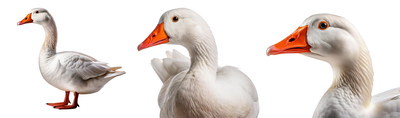 DUCKS & GEESE 31xPNG DUCKS & GEESE 31xPNG