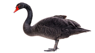 DUCKS & GEESE 31xPNG DUCKS & GEESE 31xPNG