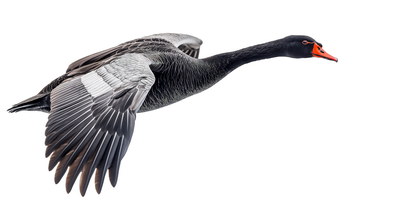 DUCKS & GEESE 31xPNG DUCKS & GEESE 31xPNG