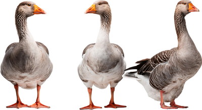 DUCKS & GEESE 31xPNG DUCKS & GEESE 31xPNG