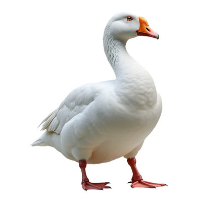 DUCKS & GEESE 31xPNG DUCKS & GEESE 31xPNG
