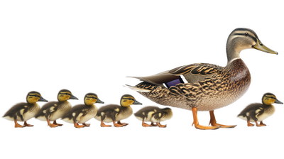 DUCKS & GEESE 31xPNG DUCKS & GEESE 31xPNG