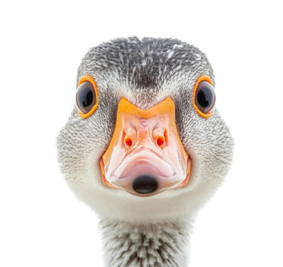 DUCKS & GEESE 31xPNG DUCKS & GEESE 31xPNG