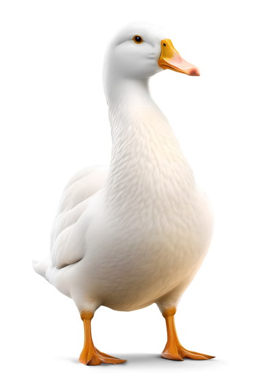 DUCKS & GEESE 31xPNG DUCKS & GEESE 31xPNG