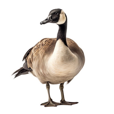 DUCKS & GEESE 31xPNG DUCKS & GEESE 31xPNG