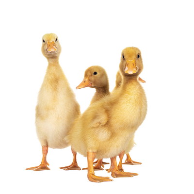 DUCKS & GEESE 31xPNG DUCKS & GEESE 31xPNG