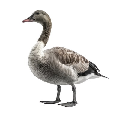 DUCKS & GEESE 31xPNG DUCKS & GEESE 31xPNG