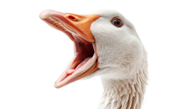 DUCKS & GEESE 31xPNG DUCKS & GEESE 31xPNG