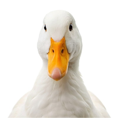 DUCKS & GEESE 31xPNG DUCKS & GEESE 31xPNG