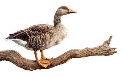 DUCKS & GEESE 31xPNG DUCKS & GEESE 31xPNG
