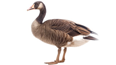 DUCKS & GEESE 31xPNG DUCKS & GEESE 31xPNG