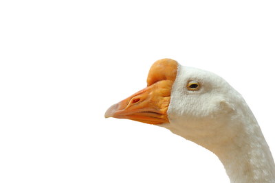 DUCKS & GEESE 31xPNG DUCKS & GEESE 31xPNG