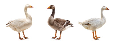 DUCKS & GEESE 31xPNG DUCKS & GEESE 31xPNG