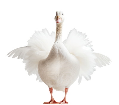 DUCKS & GEESE 31xPNG DUCKS & GEESE 31xPNG