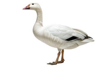 DUCKS & GEESE 31xPNG DUCKS & GEESE 31xPNG