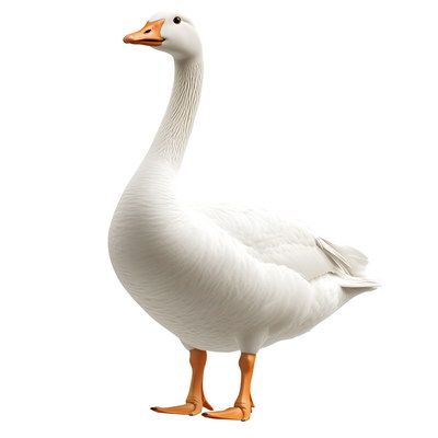 DUCKS & GEESE 31xPNG DUCKS & GEESE 31xPNG