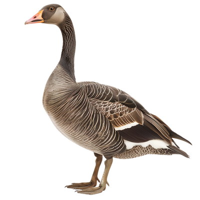 DUCKS & GEESE 31xPNG DUCKS & GEESE 31xPNG
