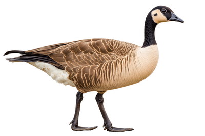 DUCKS & GEESE 31xPNG DUCKS & GEESE 31xPNG