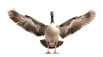 DUCKS & GEESE 31xPNG DUCKS & GEESE 31xPNG