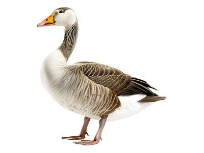 DUCKS & GEESE 31xPNG DUCKS & GEESE 31xPNG