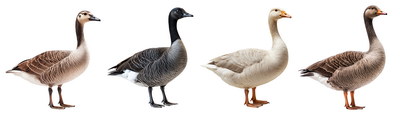DUCKS & GEESE 31xPNG DUCKS & GEESE 31xPNG