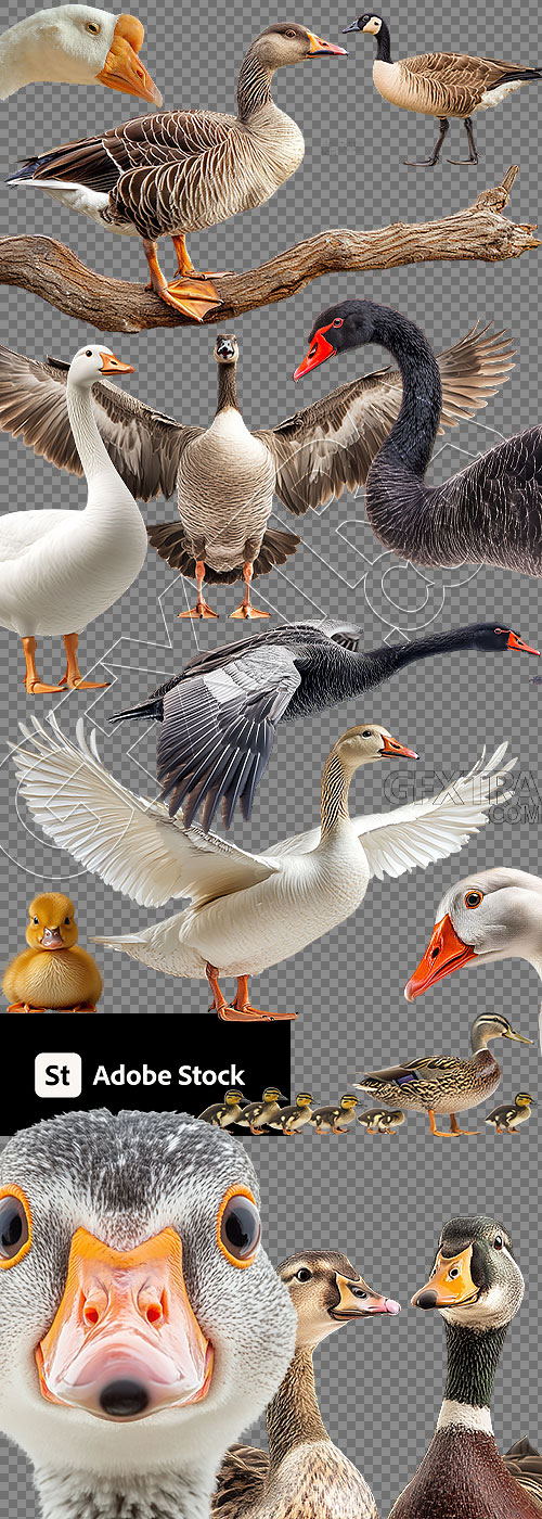 DUCKS & GEESE 31xPNG